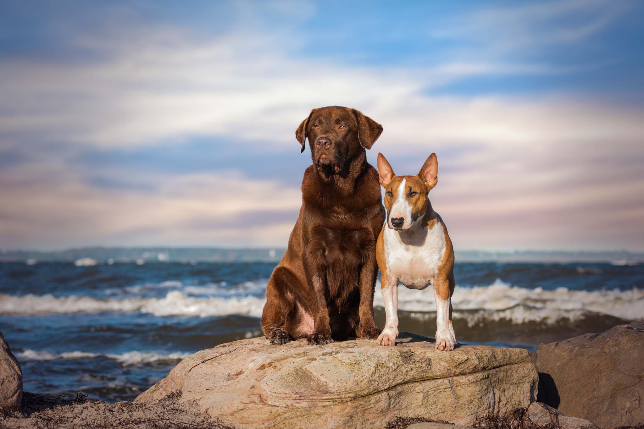 Miniature Bullterrier & Labrador