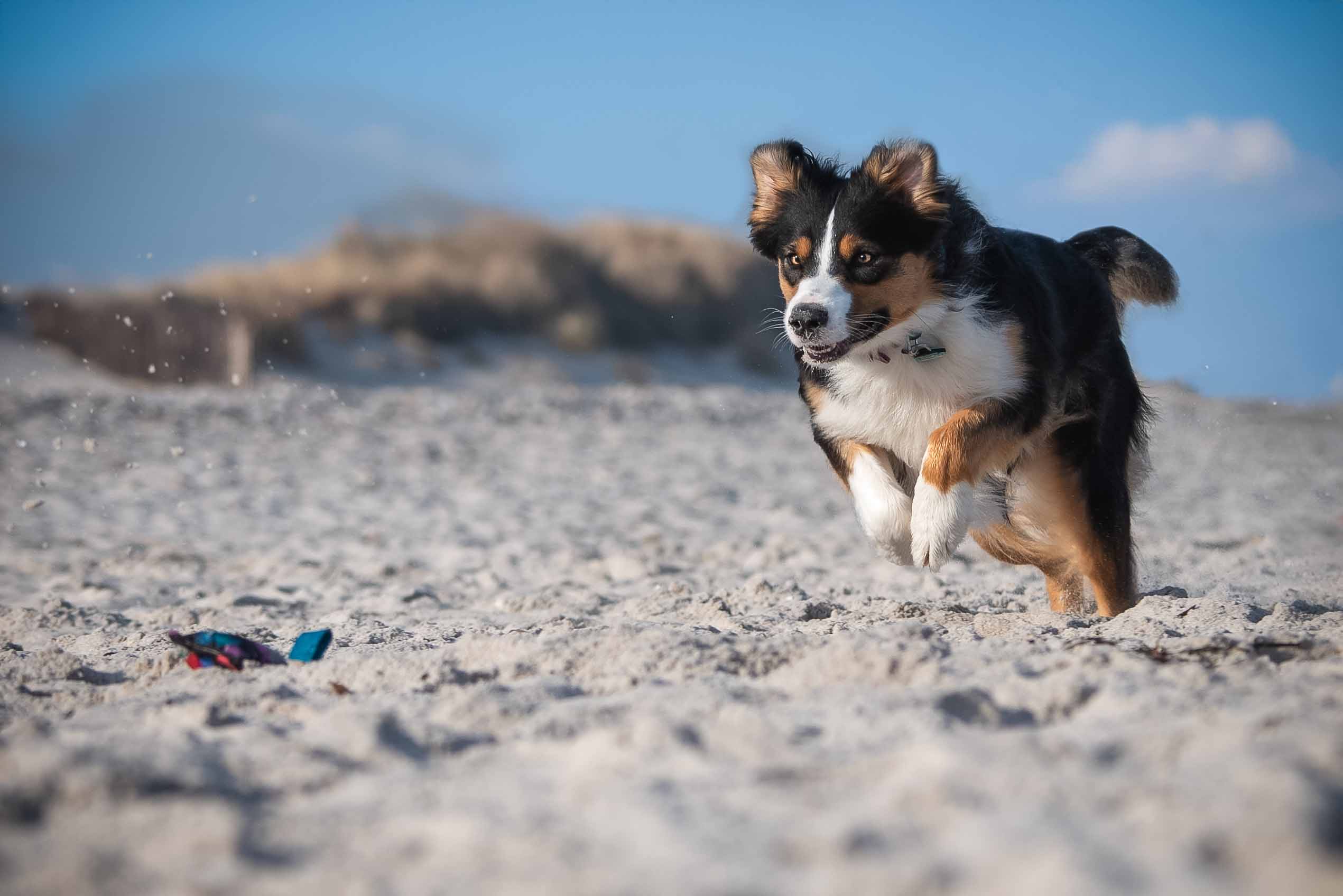 Australian Shepherd am Strand von Heidkate