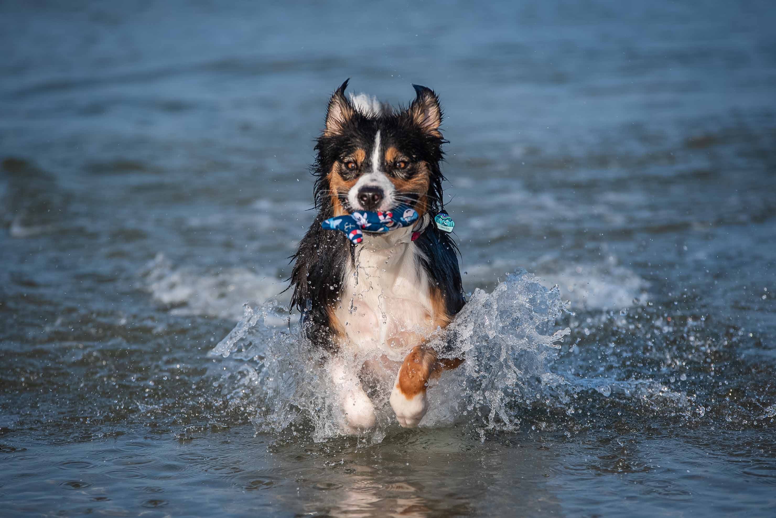 Australian Shepherd im Meer am Hundestrand Heidkate